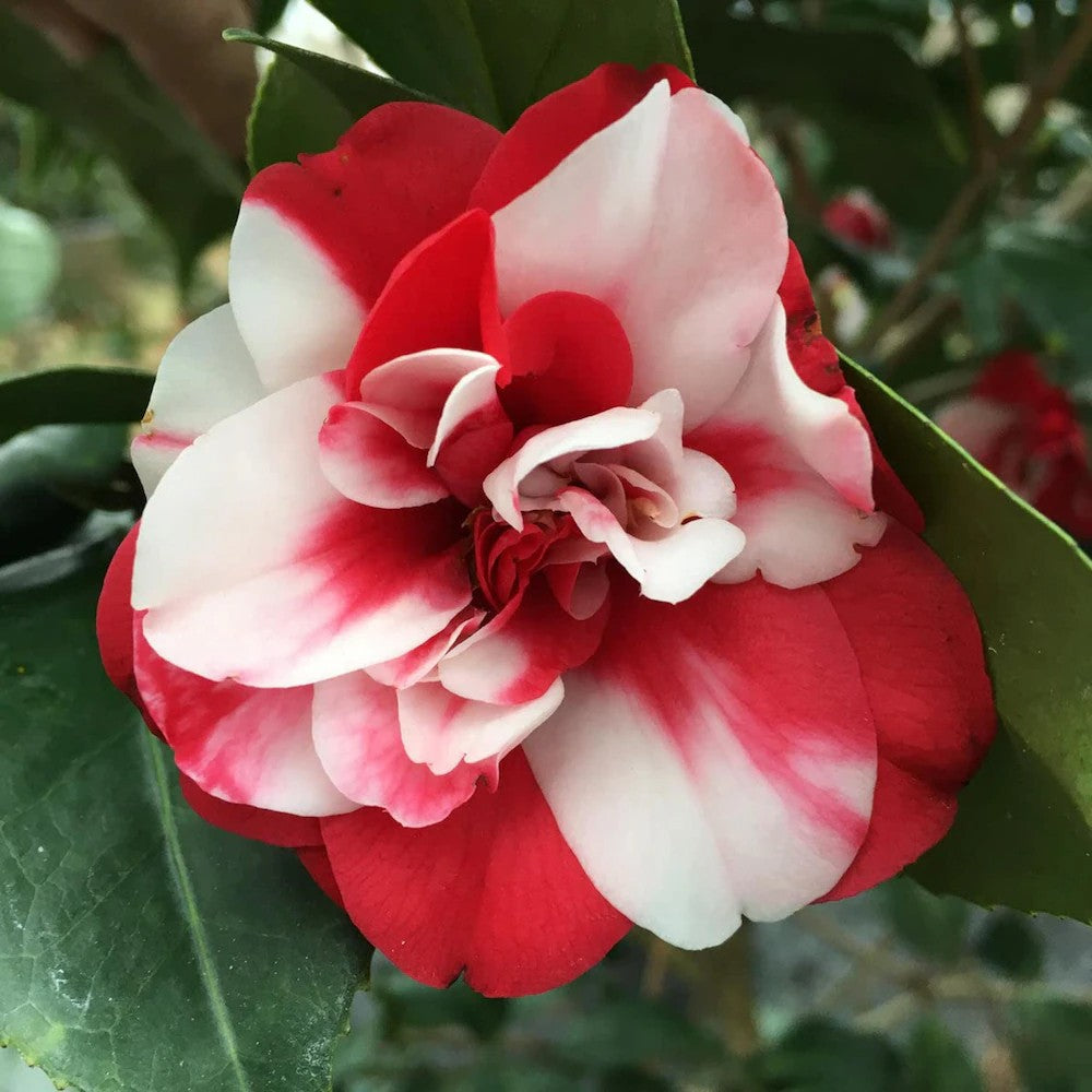 Camellia Red White Flower seeds for Planting - Seasonal Bloomer, Heirloom & GMO Free Seeds for Home Garden