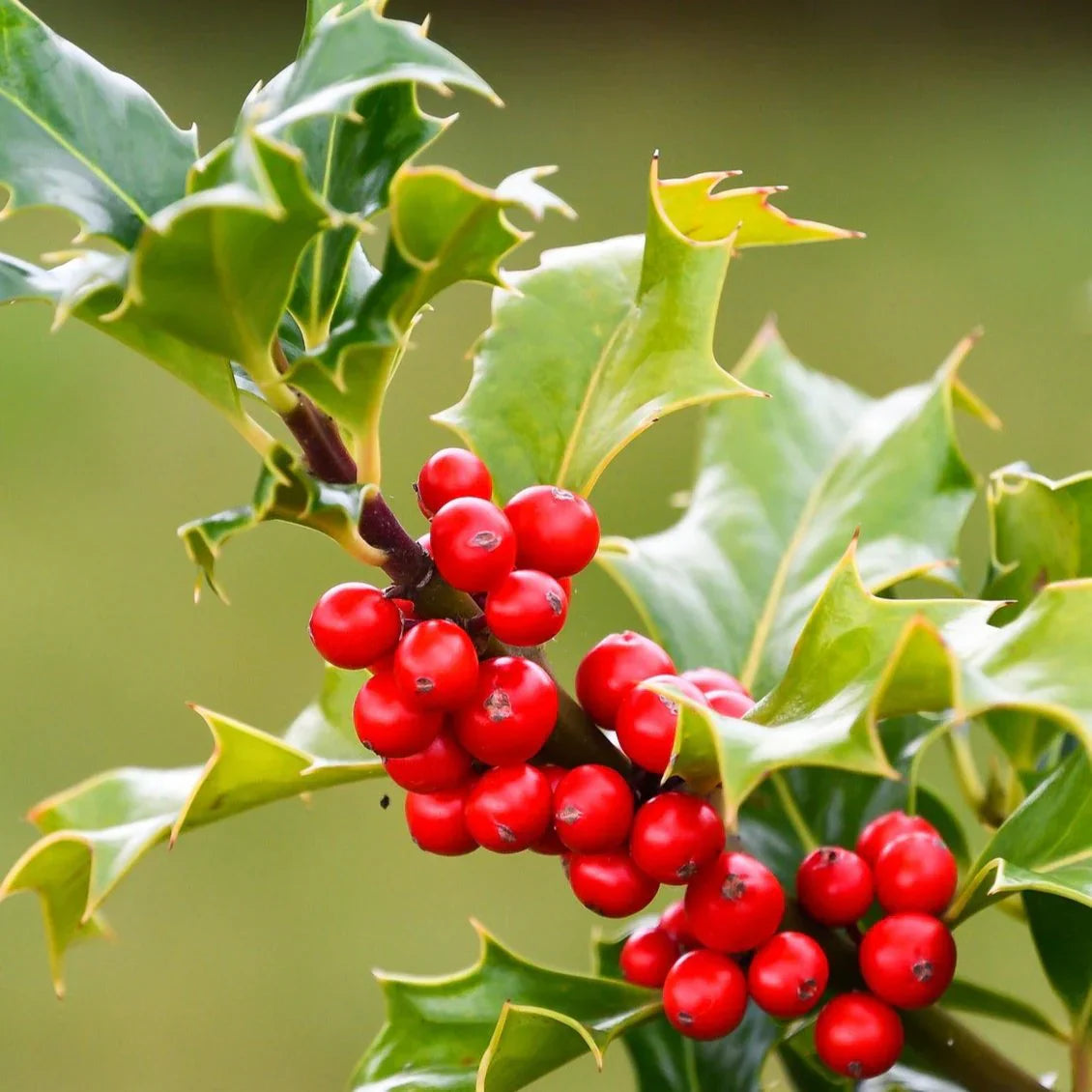 Opaca tree seeds for ornamental landscape planting