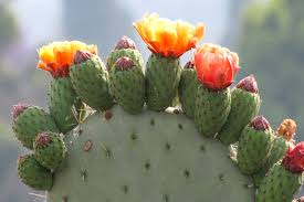 Yellow flowers of the Prickly Pear Cactus