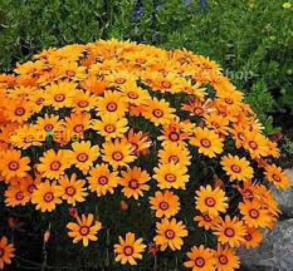 Orange Anthemoides Flower Seeds For Planting - Vibrant Annual Blooms Your Garden