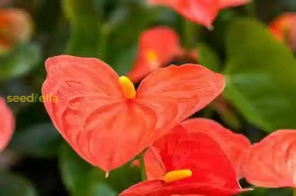 Orange Anthurium Seeds For Planting Tropical Flower Indoor And Outdoor Gardens Plant Seeds