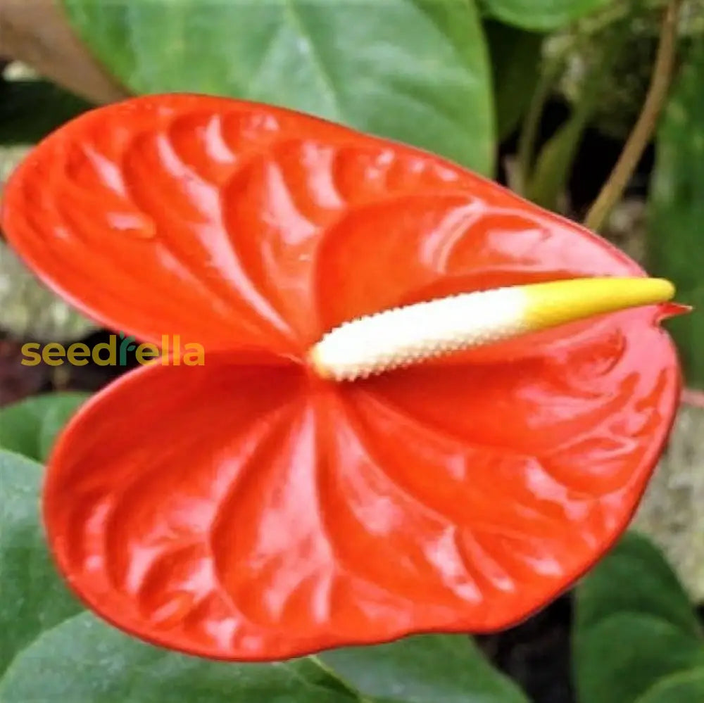 Orange Anthurium Seeds For Planting Tropical Flower Indoor And Outdoor Gardens Plant Seeds