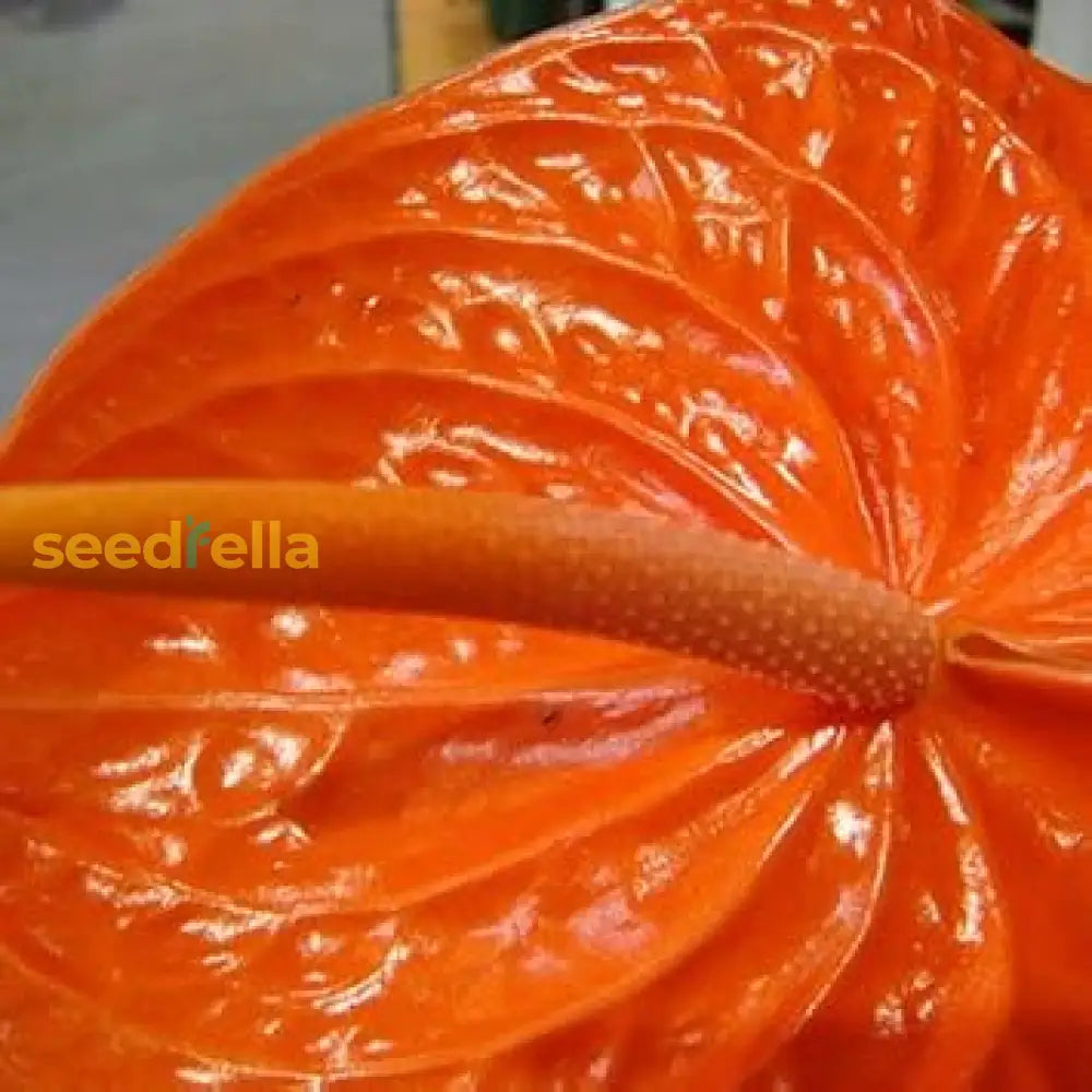 Orange Anthurium Seeds For Planting Tropical Flower Indoor And Outdoor Gardens Plant Seeds