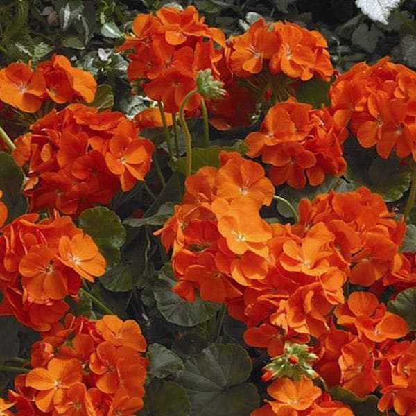 Orange climbing geranium seeds for planting