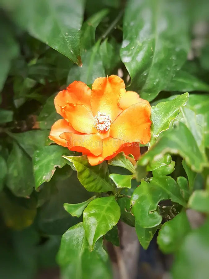 Orange White Camellia Flower seeds for Planting - Hardy Variety, Heirloom & GMO Free Seeds for Home Garden