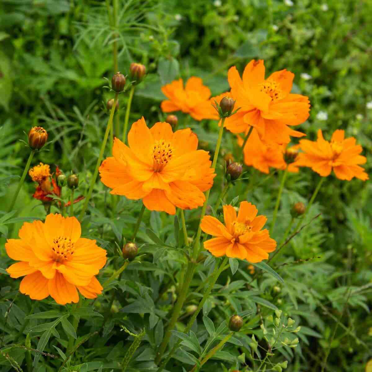 Orange Cosmos Flower seeds for Planting - Long Bloom Season, Heirloom & GMO Free Seeds for Home Garden