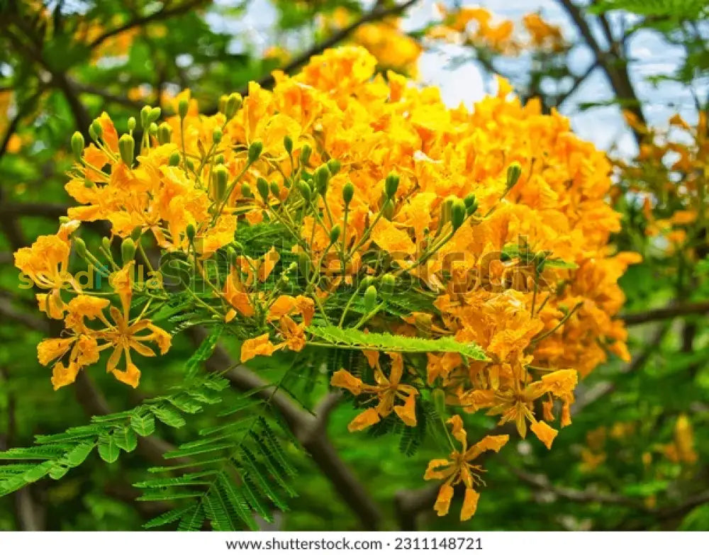 Orange Flamboyan Tree Seeds For Planting | Vibrant Tropical Garden Addition Plant Seeds