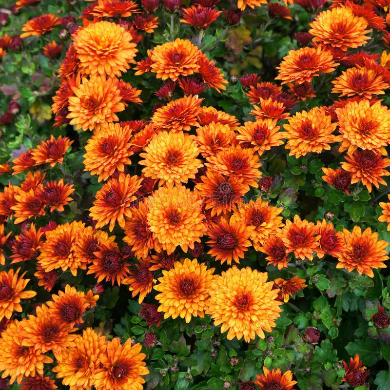 Deep Orange Chrysanthemum Flower seeds for Planting - Sun Loving, Heirloom & GMO Free Seeds for Home Garden