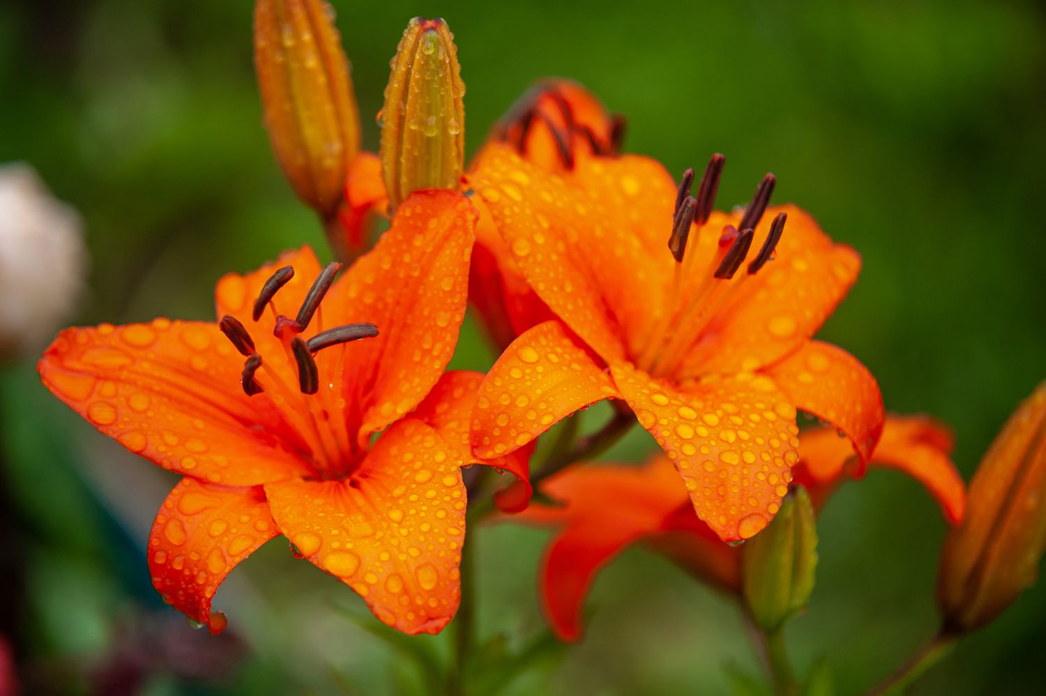 Lilium Flower seeds blooming in flower beds, containers, borders, and pollinator-friendly gardens