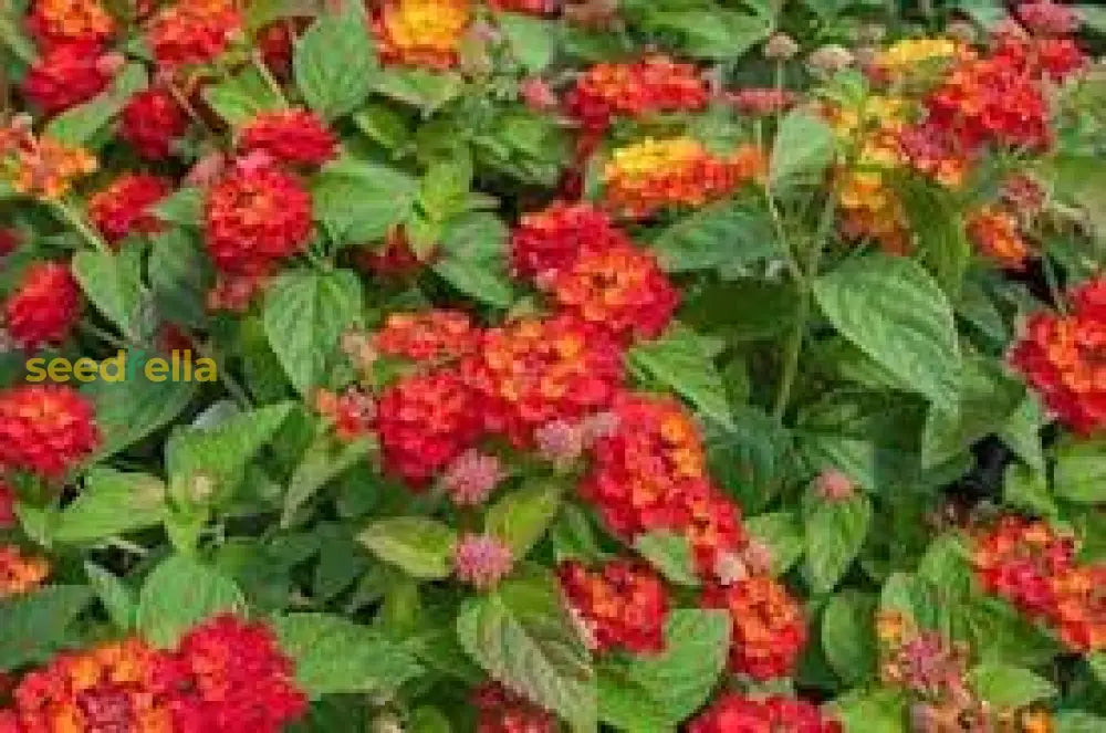 Orange Red Lantana Flower Planting Seeds - Vibrant And Resilient Garden Blooms