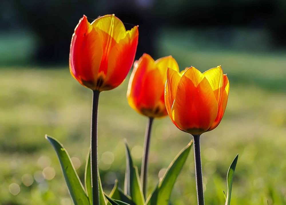 Orange Tulip seeds for borders and garden beds