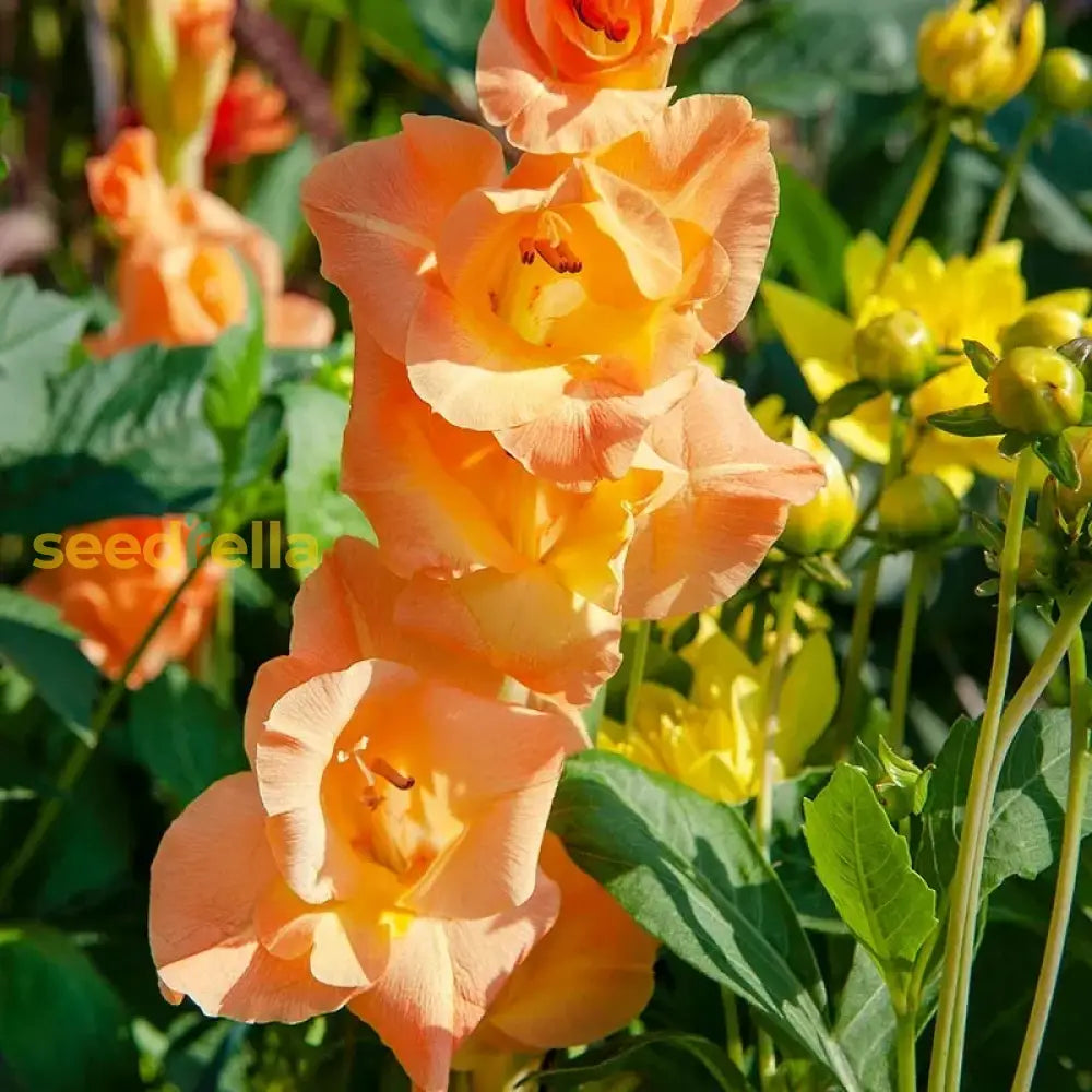 Orange Yellow Gladiolus Seeds For Planting Vibrant Garden Blooms Flower