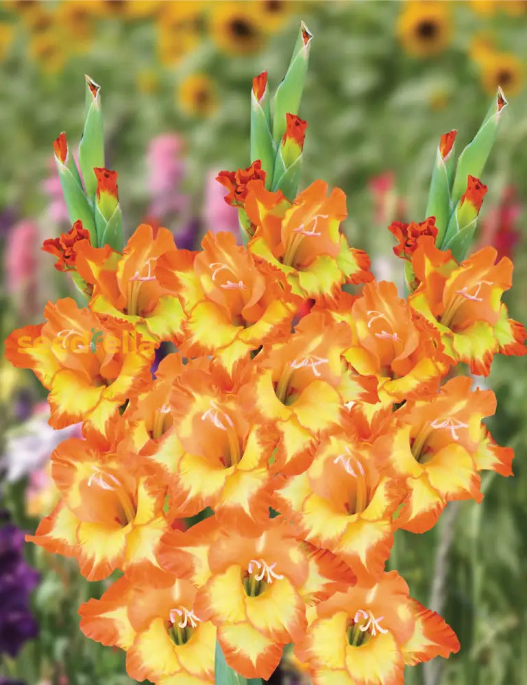 Orange Yellow Gladiolus Seeds For Planting Vibrant Garden Blooms Flower