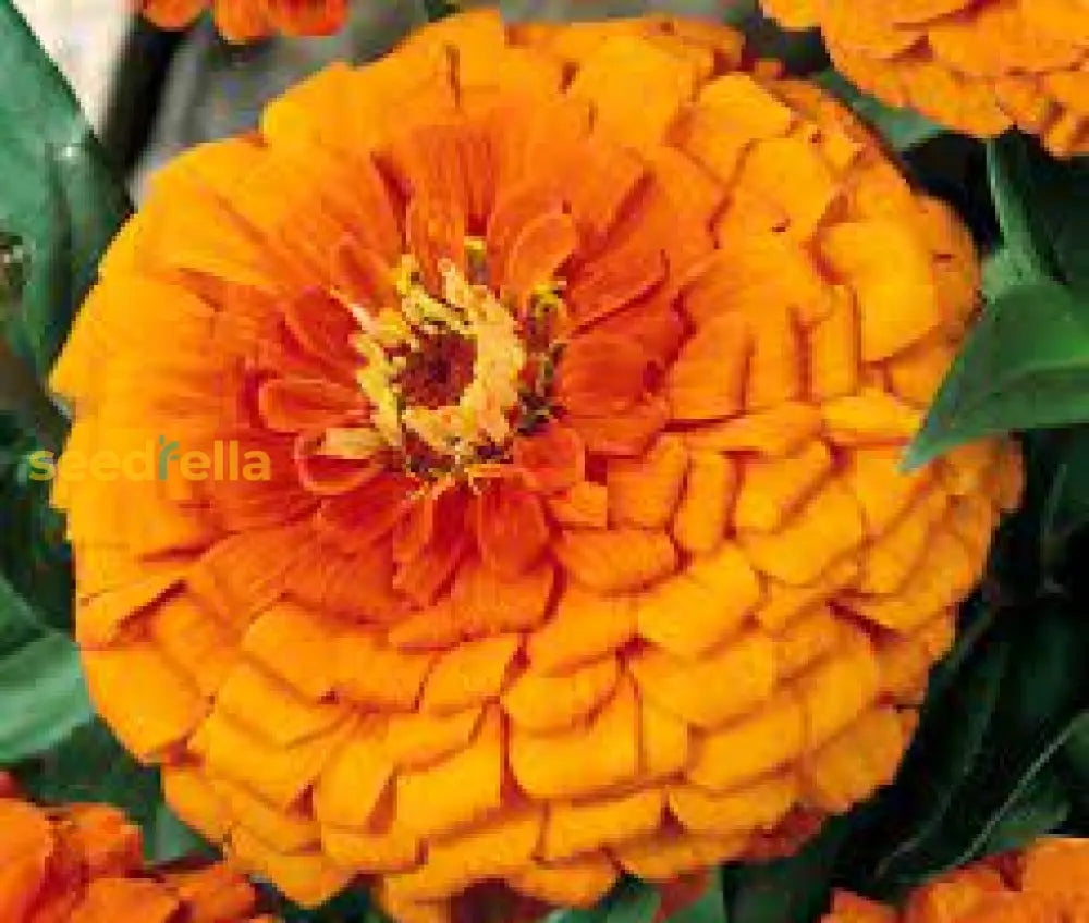 Orange Zinnia Seeds Garden Essentials For Colorful Blooms Flower