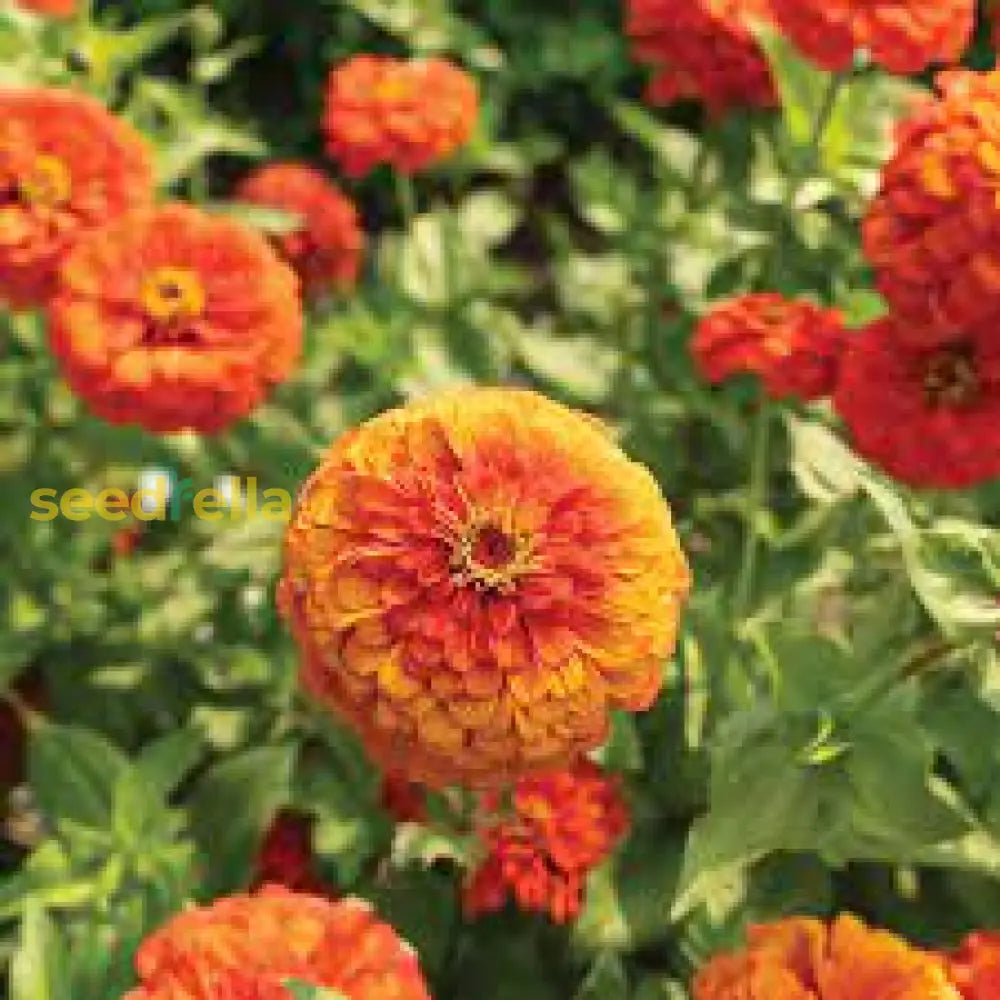 Orange Zinnia Seeds Garden Essentials For Colorful Blooms Flower