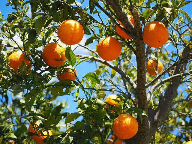 Orange Ovata Bahama Tree Seeds for Planting