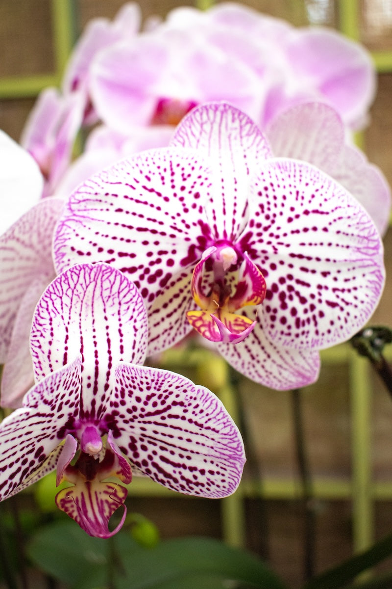 Baby Pink Phalaenopsis Orchid Flower seeds for Planting - Colorful Display, Heirloom & GMO Free Seeds for Home Garden