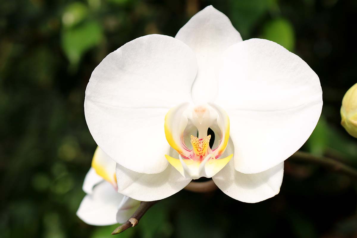 Phalaenopsis orchid seeds ideal for indoor growing