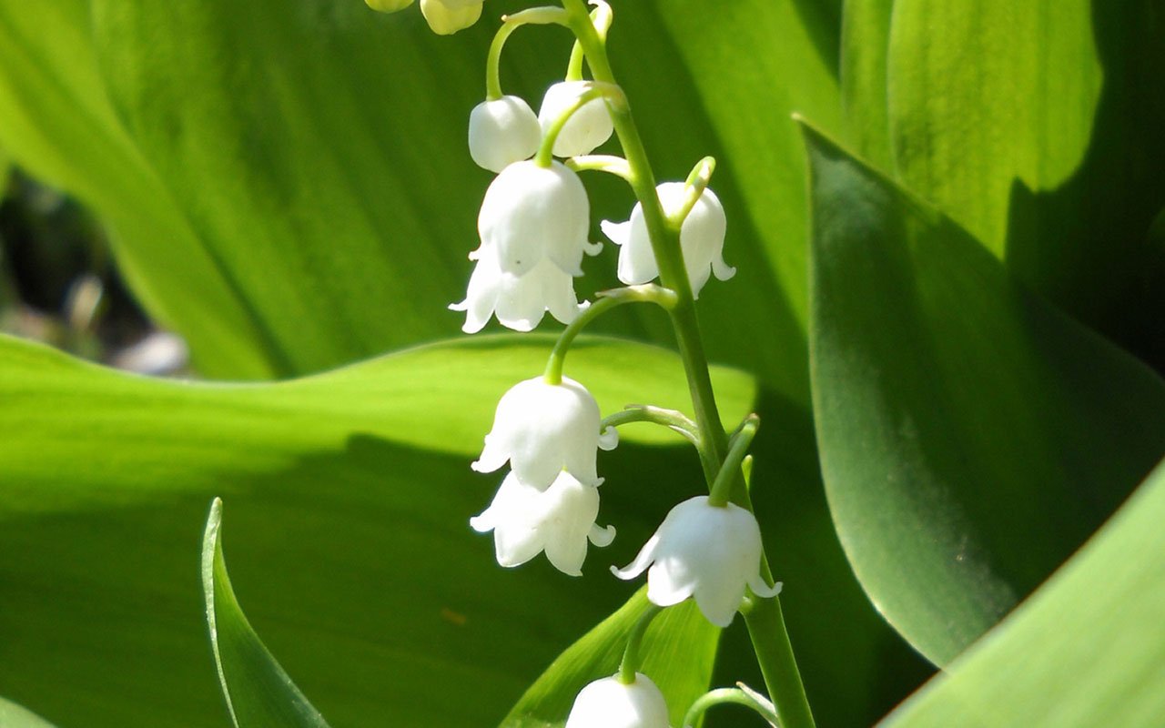 Easy to grow Bell Orchid white seeds for indoor containers