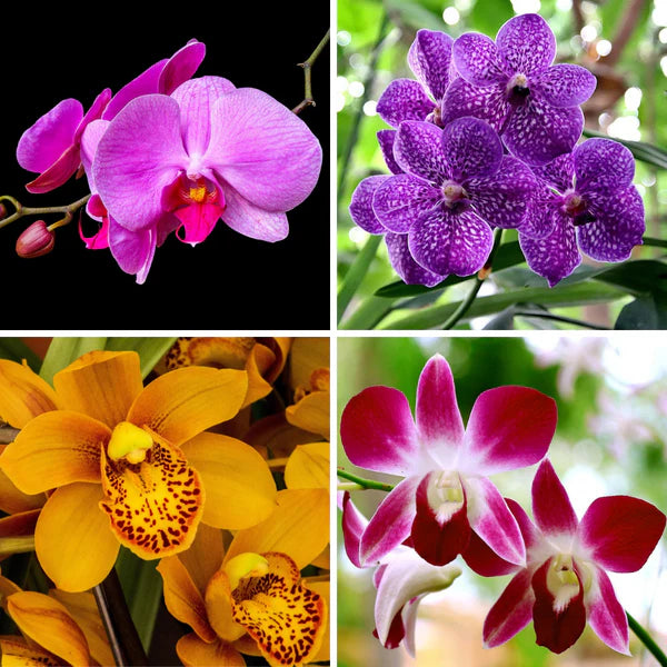 Phalaenopsis Mix Flower Seeds for Planting Beautiful Orchid Variety