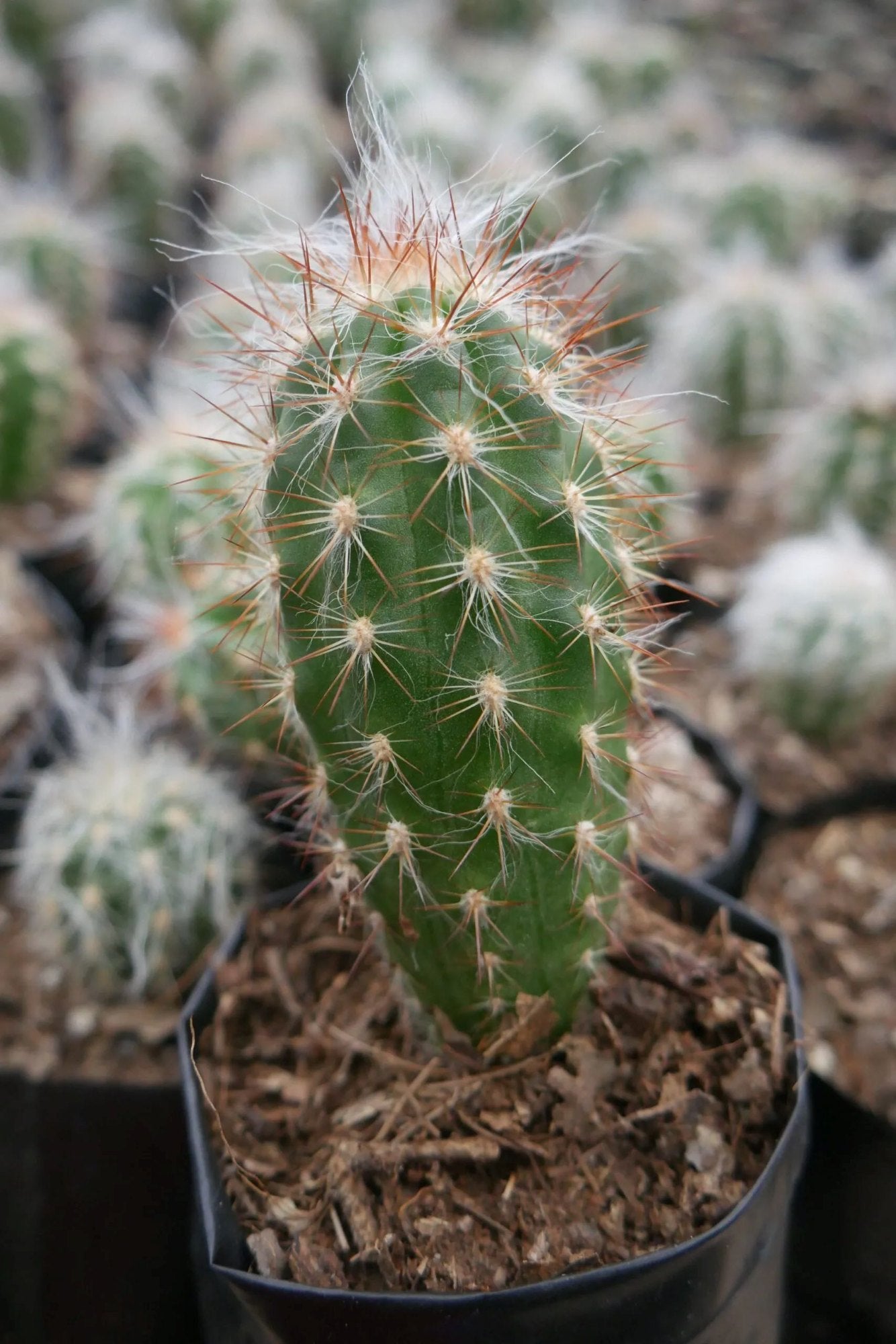 White Oreocereus Celsianus Planting Seeds Ideal for Adding Unique Texture to Cactus Gardens and Desert Landscapes