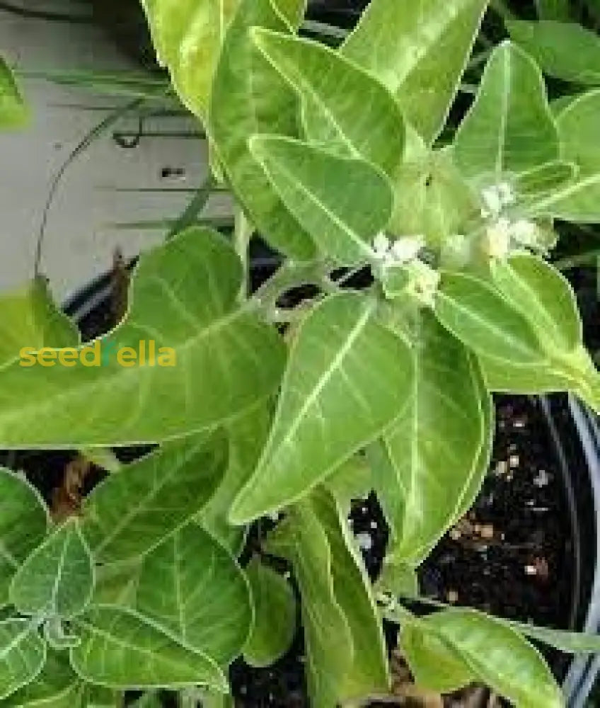 Organic Ashwagandha Plant Seeds Perfect For Spring Or Summer Planting Seeds