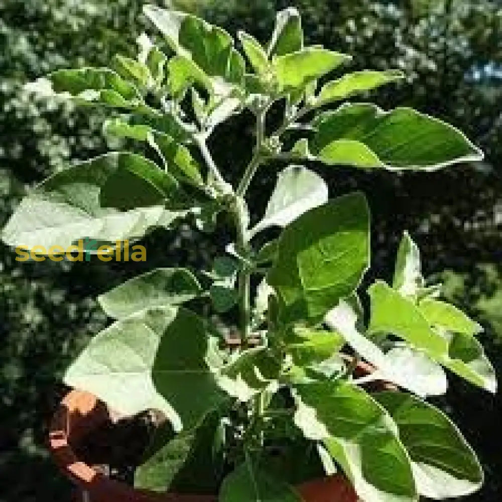 Organic Ashwagandha Plant Seeds Perfect For Spring Or Summer Planting Seeds