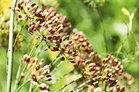 Organic Brown Dill seeds thriving in well-drained soil