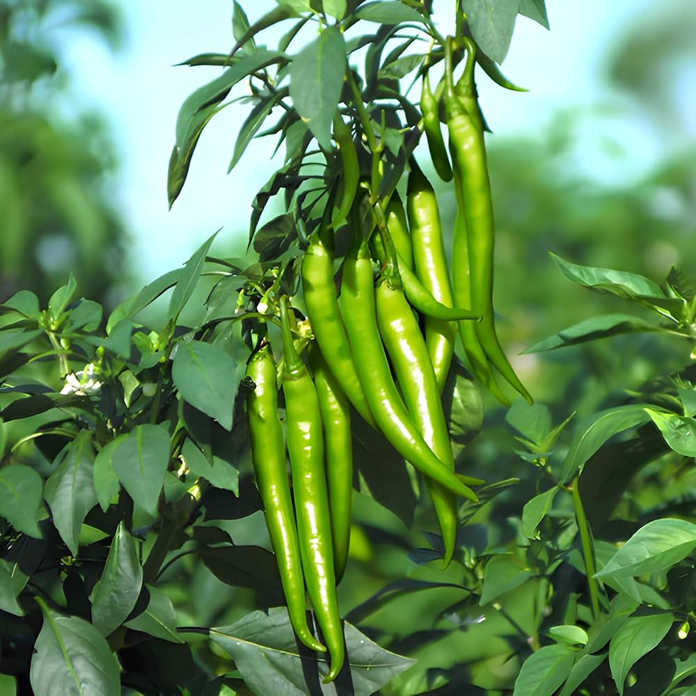 Organic pepper seeds for home gardens