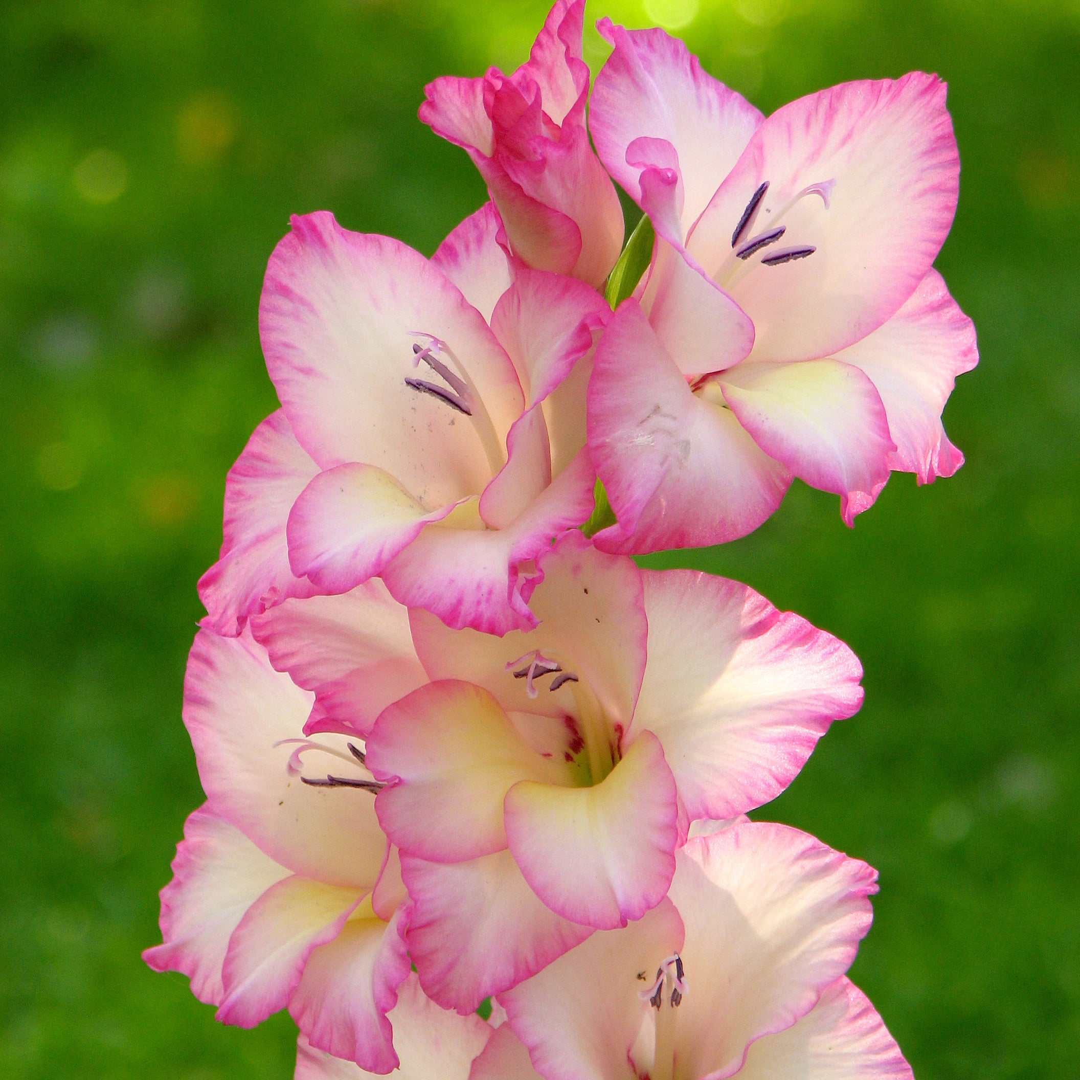 Organic Gladiolus Plant Seeds – Colorful Ornamental Flower Variety