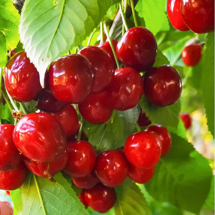 Buy Cherry Seeds Online – Prunus avium Sweet Red Fruit Variety