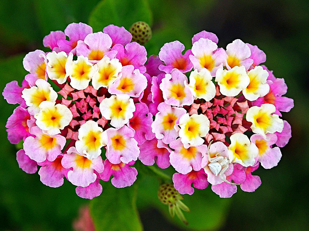 Heirloom Lantana Seeds – Non-GMO Ornamental Plant for Pollinator Gardens