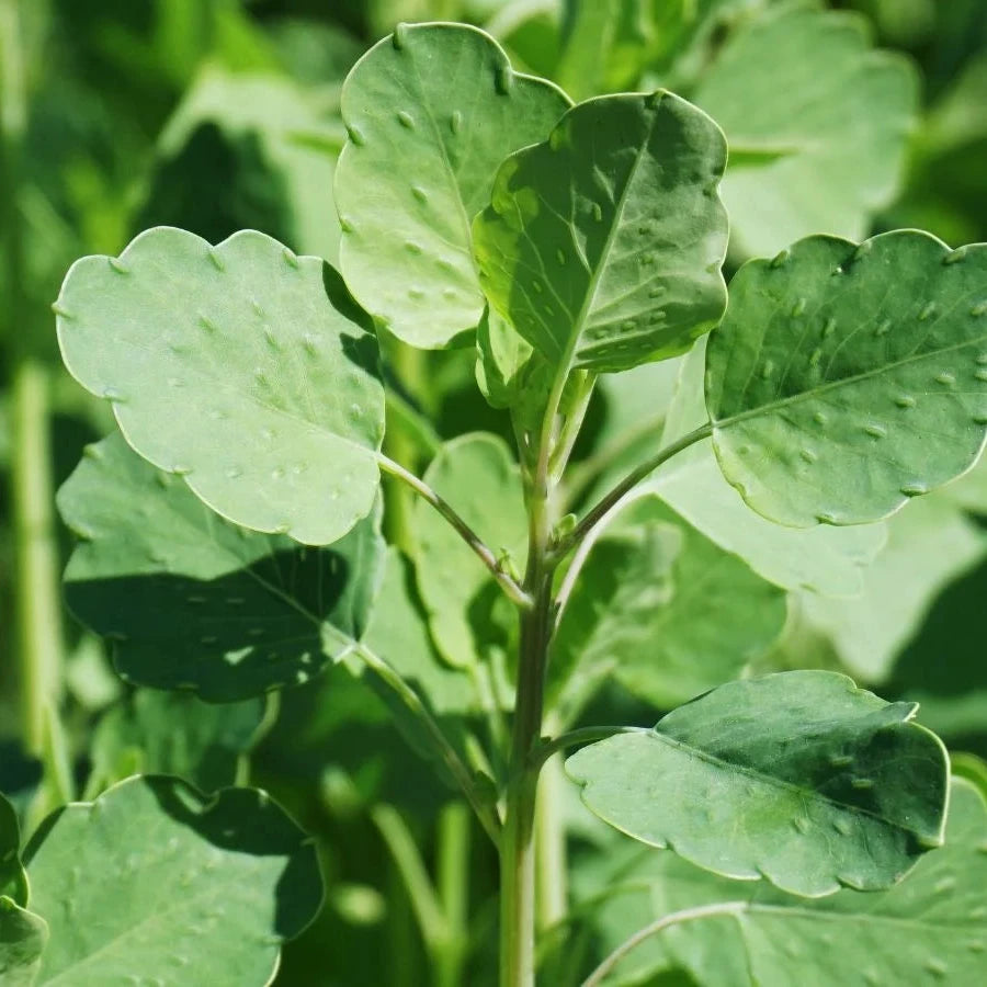 Buy Papalo Plant Seeds Online – Non-GMO Cilantro Alternative Herb