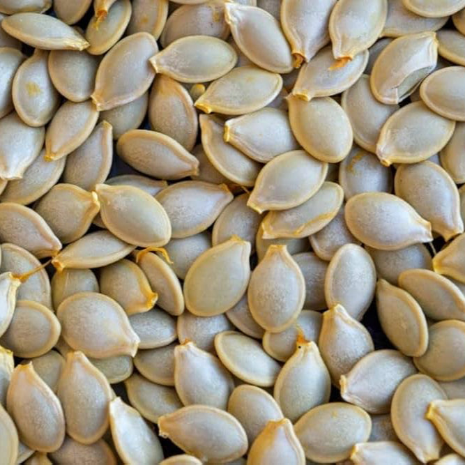 Buy Zucchini Seeds Online – Heirloom Variety, Easy to Grow