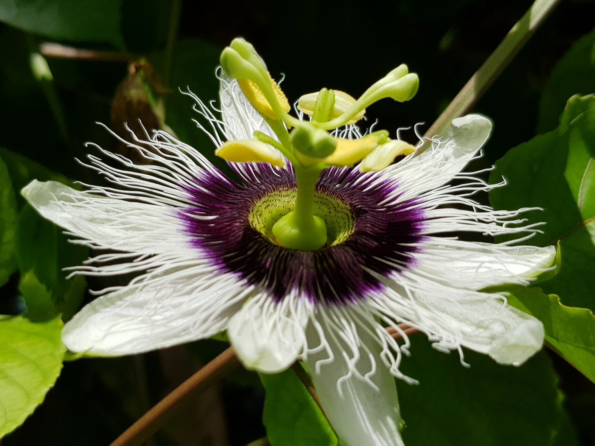 Colinvauxii Passion Flower seeds for Planting - Colorful Display, Heirloom & GMO Free Seeds for Home Garden