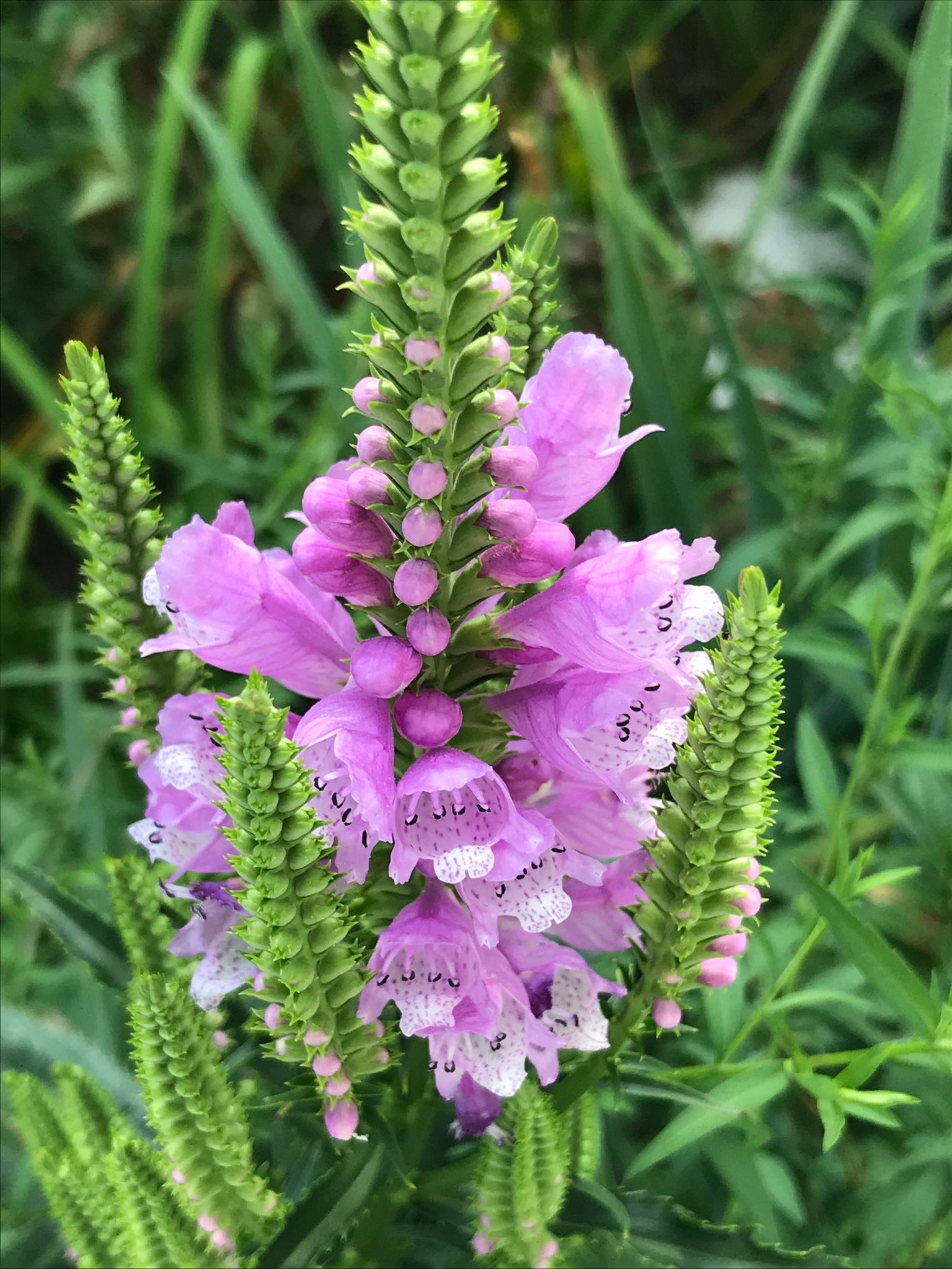 Pink Physostegia Flower seeds for Planting - Bright Blooms, Heirloom & GMO Free Seeds for Home Garden