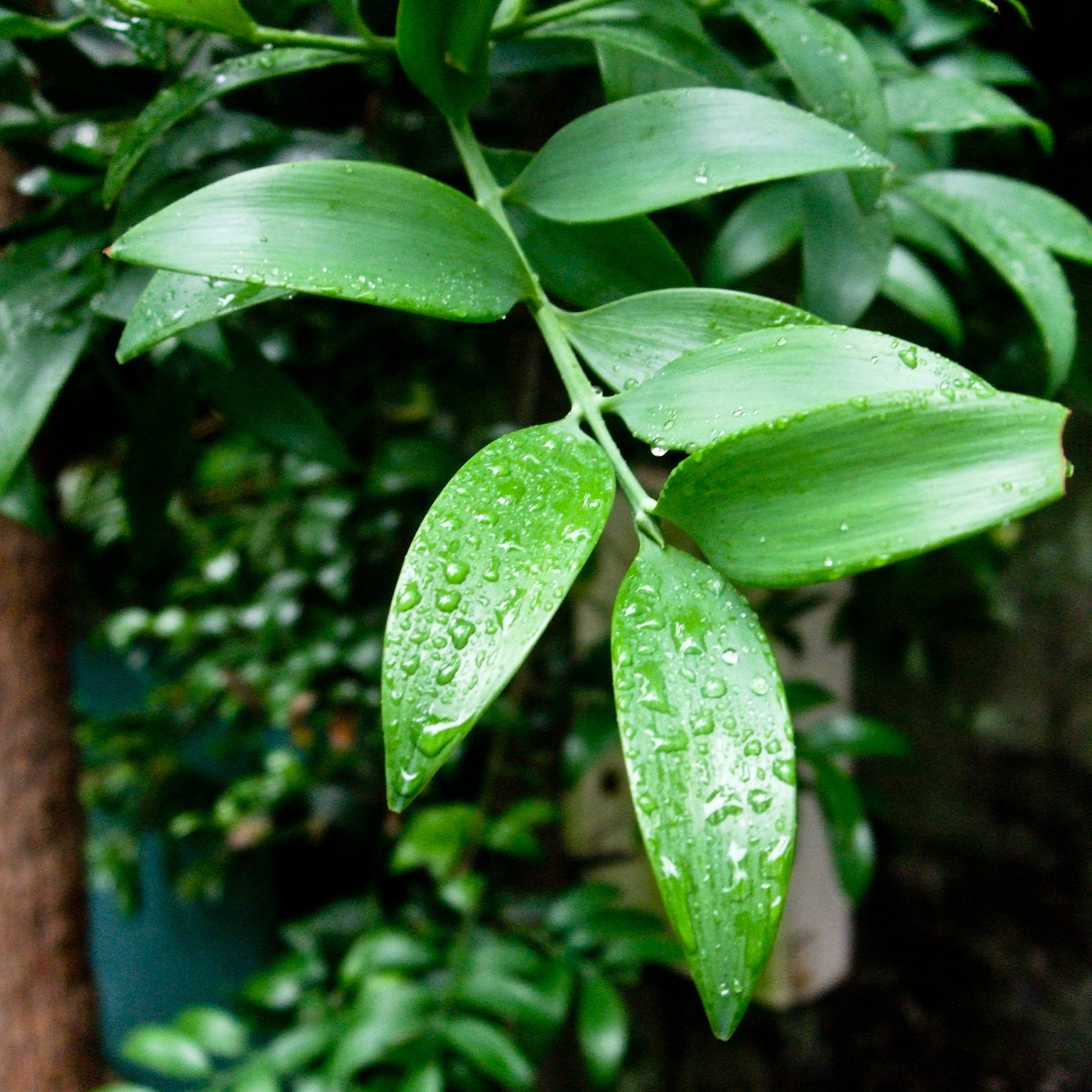 Nageia Nageia Seeds for Planting - Great for Urban Garden & Flower Bed