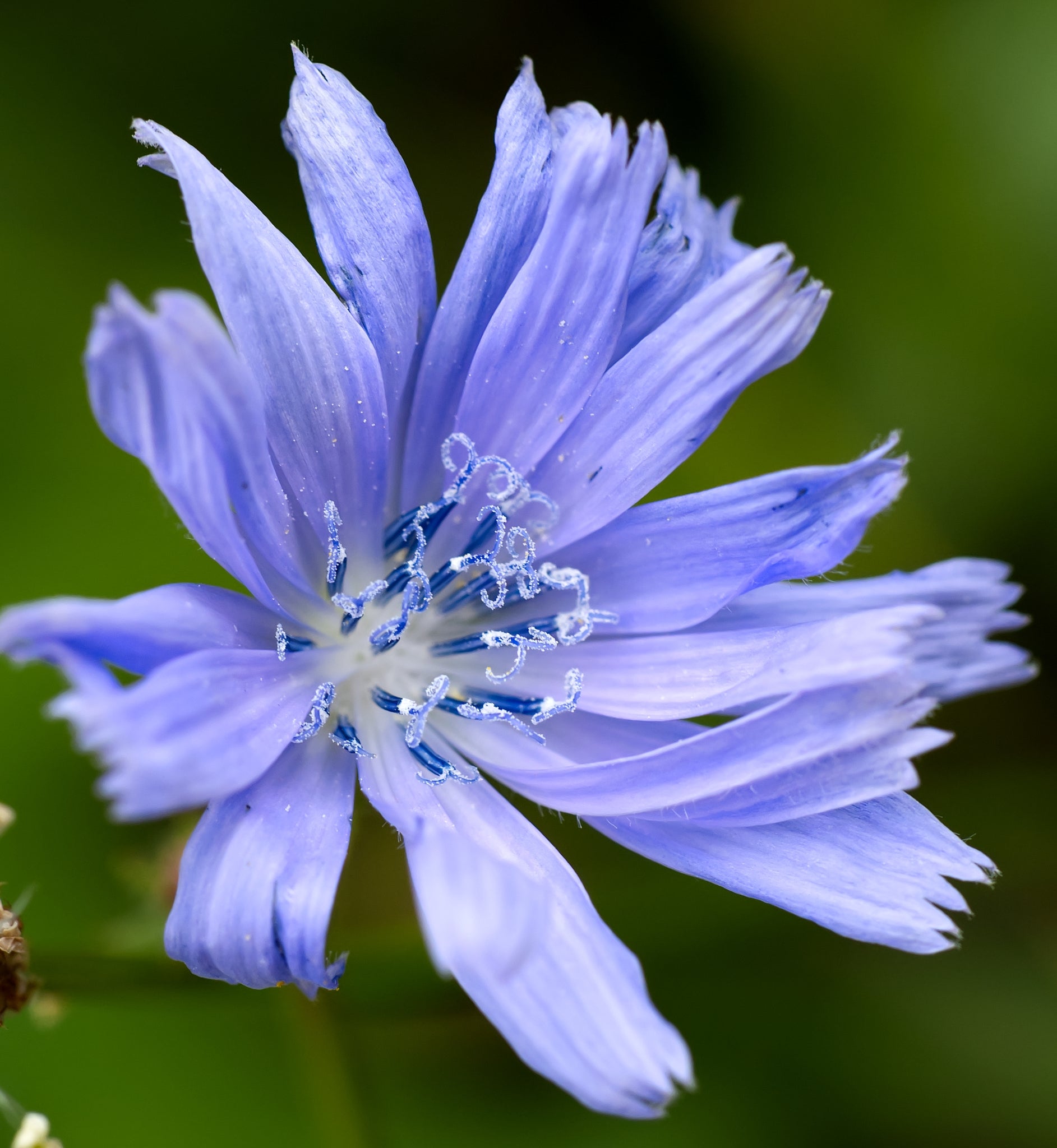 Cichorium Intybus Flower seeds for Planting Compact Growth Heirloom & GMO Free Seeds for Home Garden