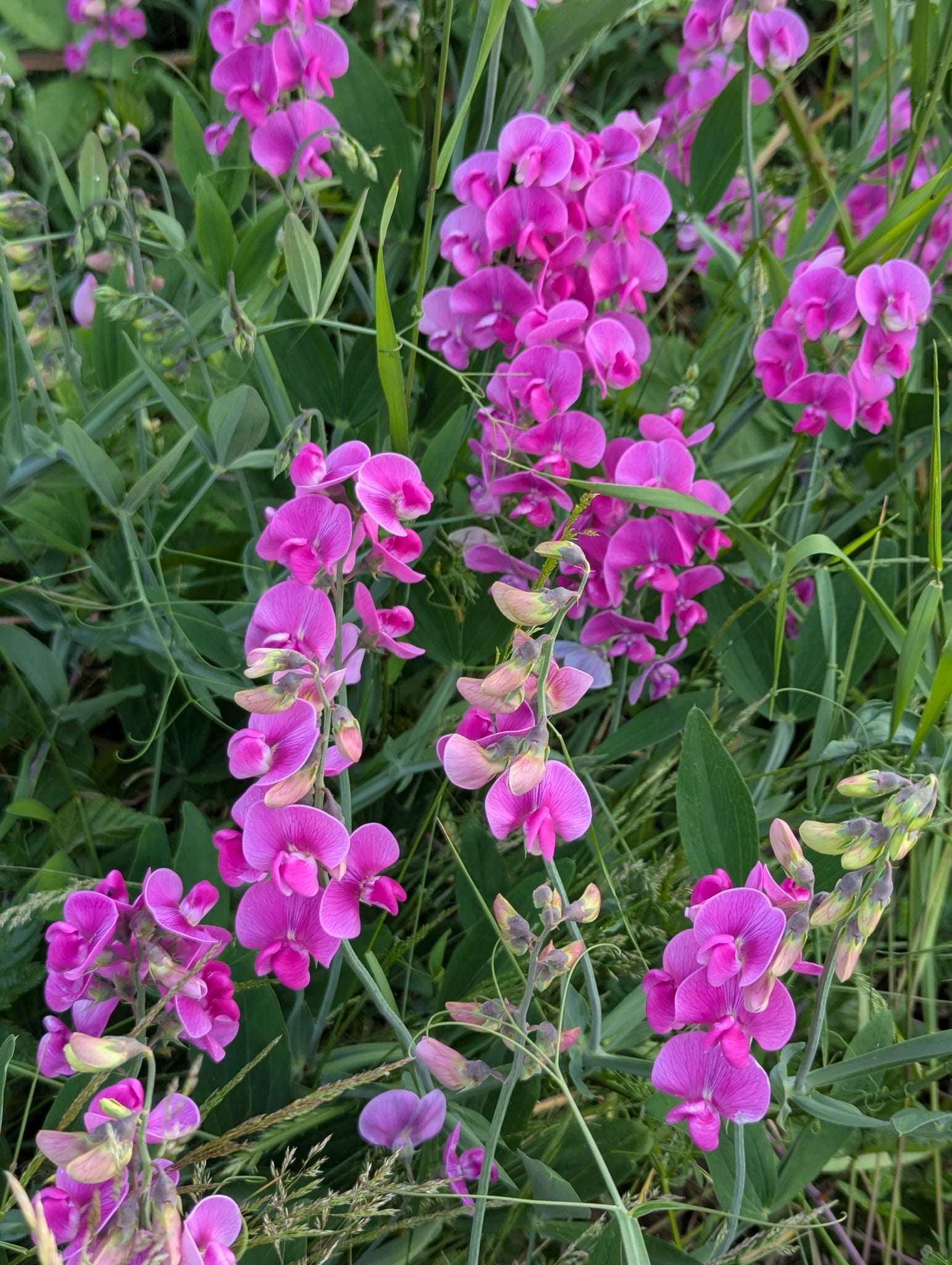 Everlasting Pea Flower seeds for Planting - Garden Favorite, Heirloom & GMO Free Seeds for Home Garden