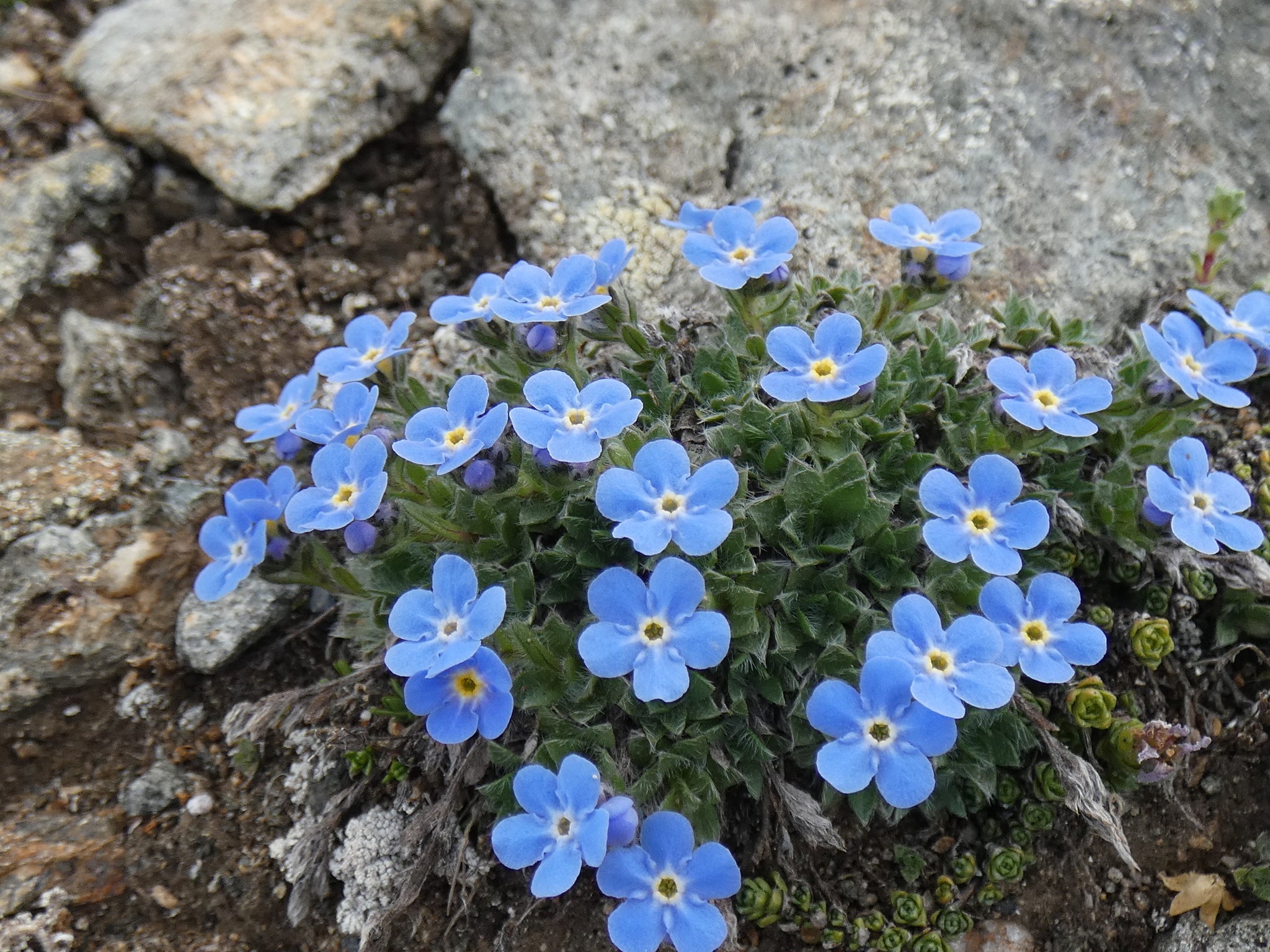 Alpine Flower seeds for Planting - Cottage Garden Essential, Heirloom & GMO Free Seeds for Home Garden