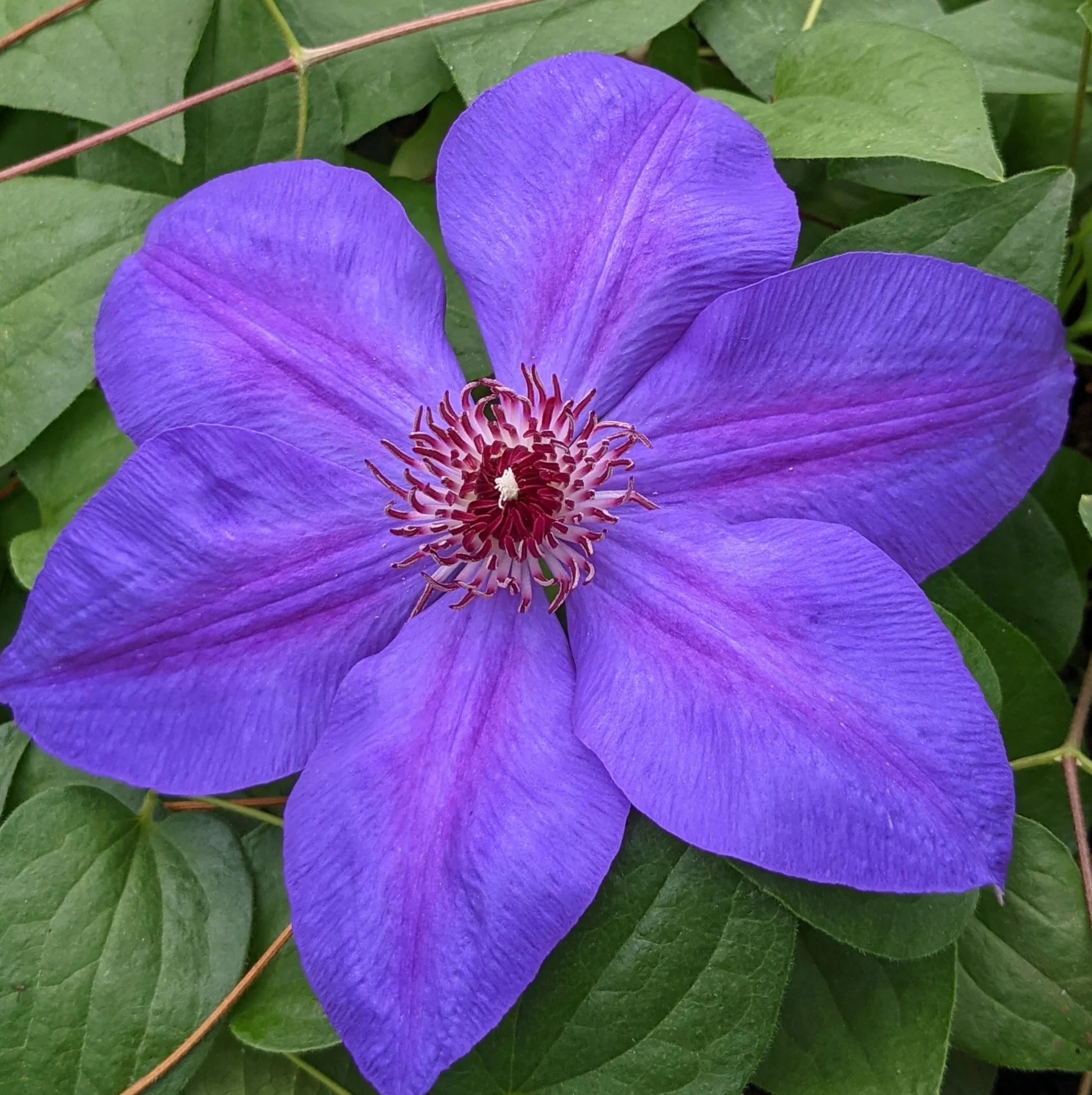 Purple Clematis Flower seeds for Planting - Bright Blooms, Heirloom & GMO Free Seeds for Home Garden