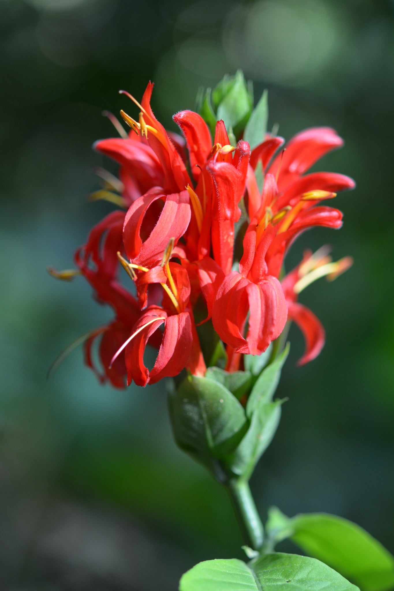 Red Pachystachys Flower seeds for Planting - Perfect for Borders, Heirloom & GMO Free Seeds for Home Garden
