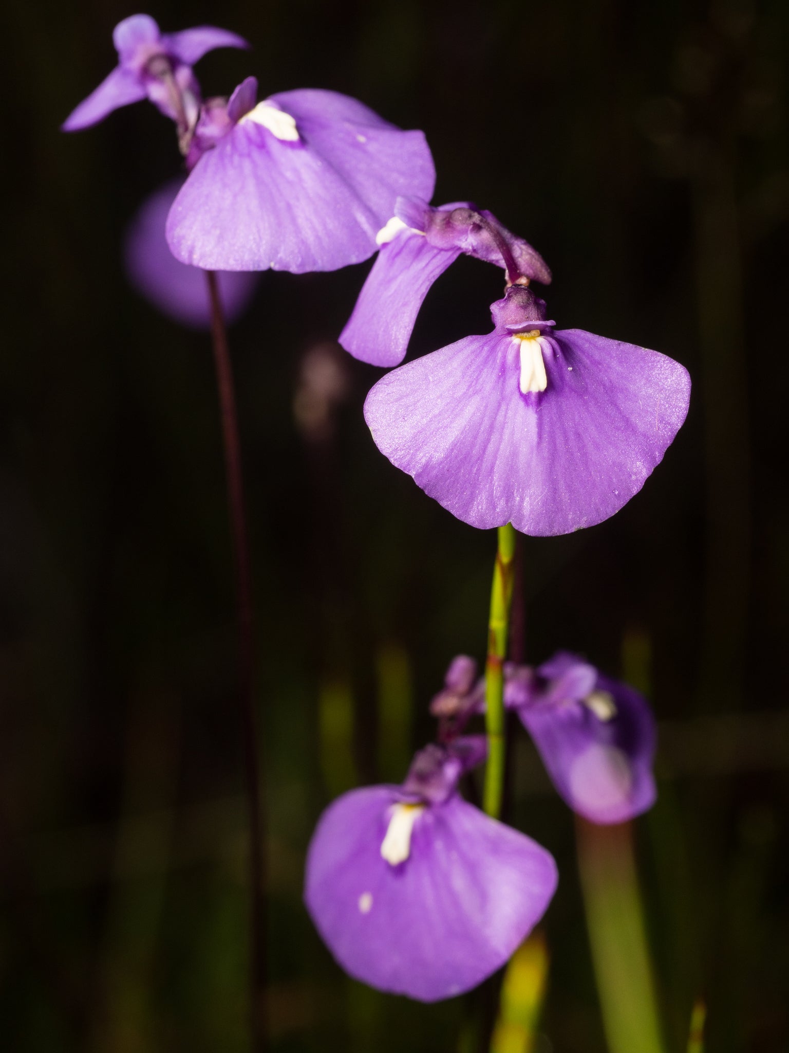 Utricularia Arenaria Flower seeds for Planting - Cottage Garden Essential, Heirloom & GMO Free Seeds for Home Garden