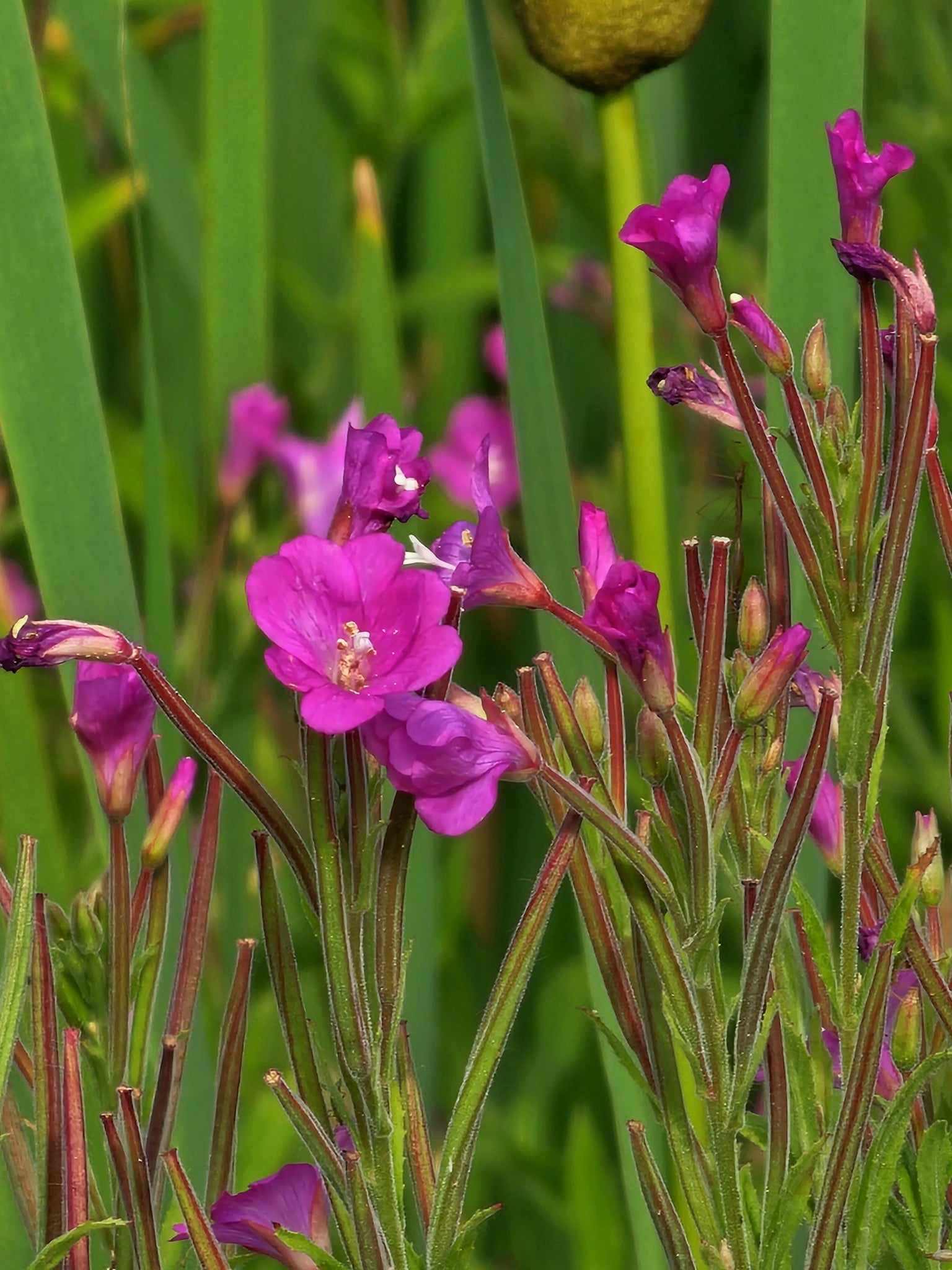 Epilobium Parviflorum Flower seeds for Planting - Seasonal Bloomer, Heirloom & GMO Free Seeds for Home Garden