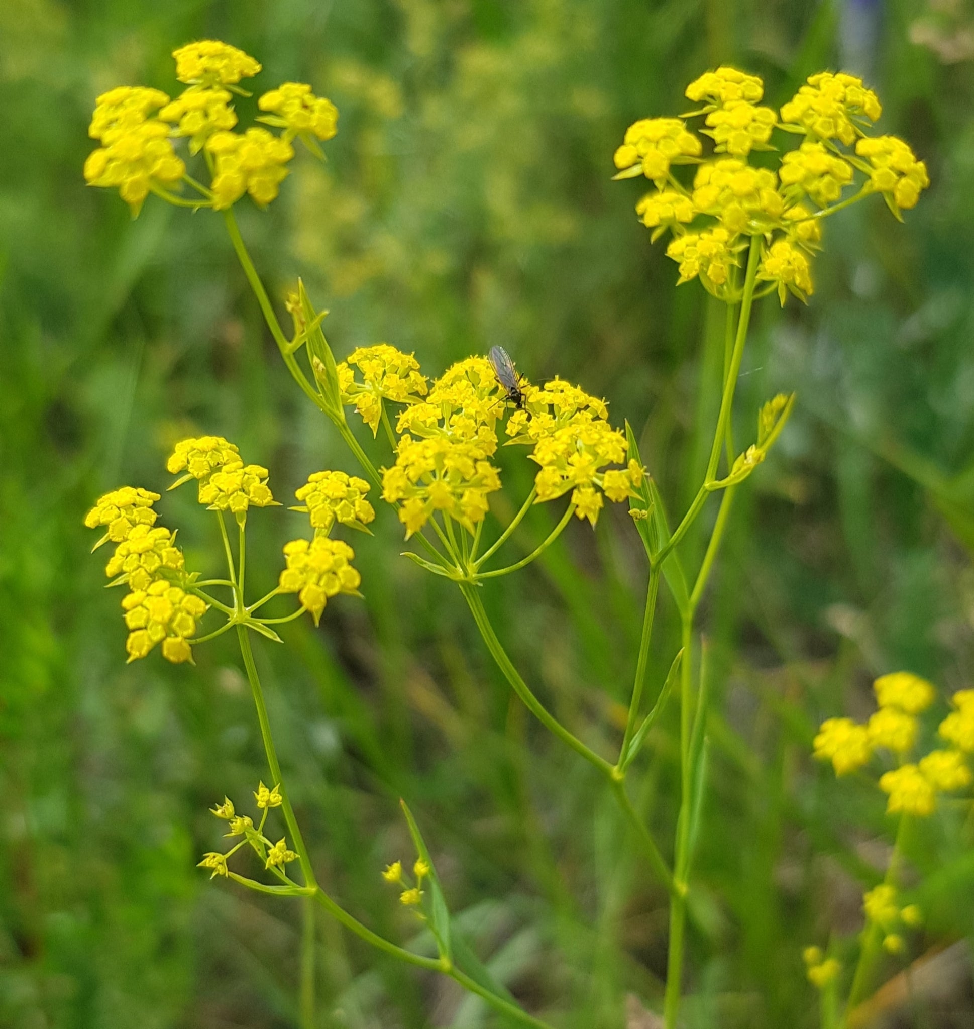 Yellow Thorowax Flower seeds for Planting - Cottage Garden Essential, Heirloom & GMO Free Seeds for Home Garden
