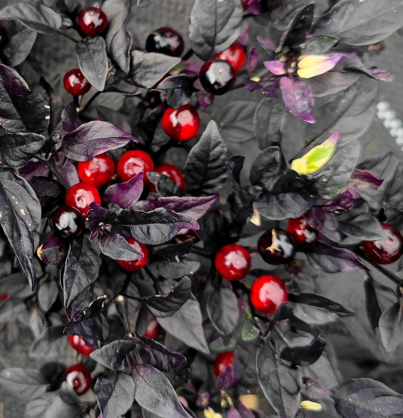Pearl Pepper Seeds for Planting - Grow Your Own Vegetables