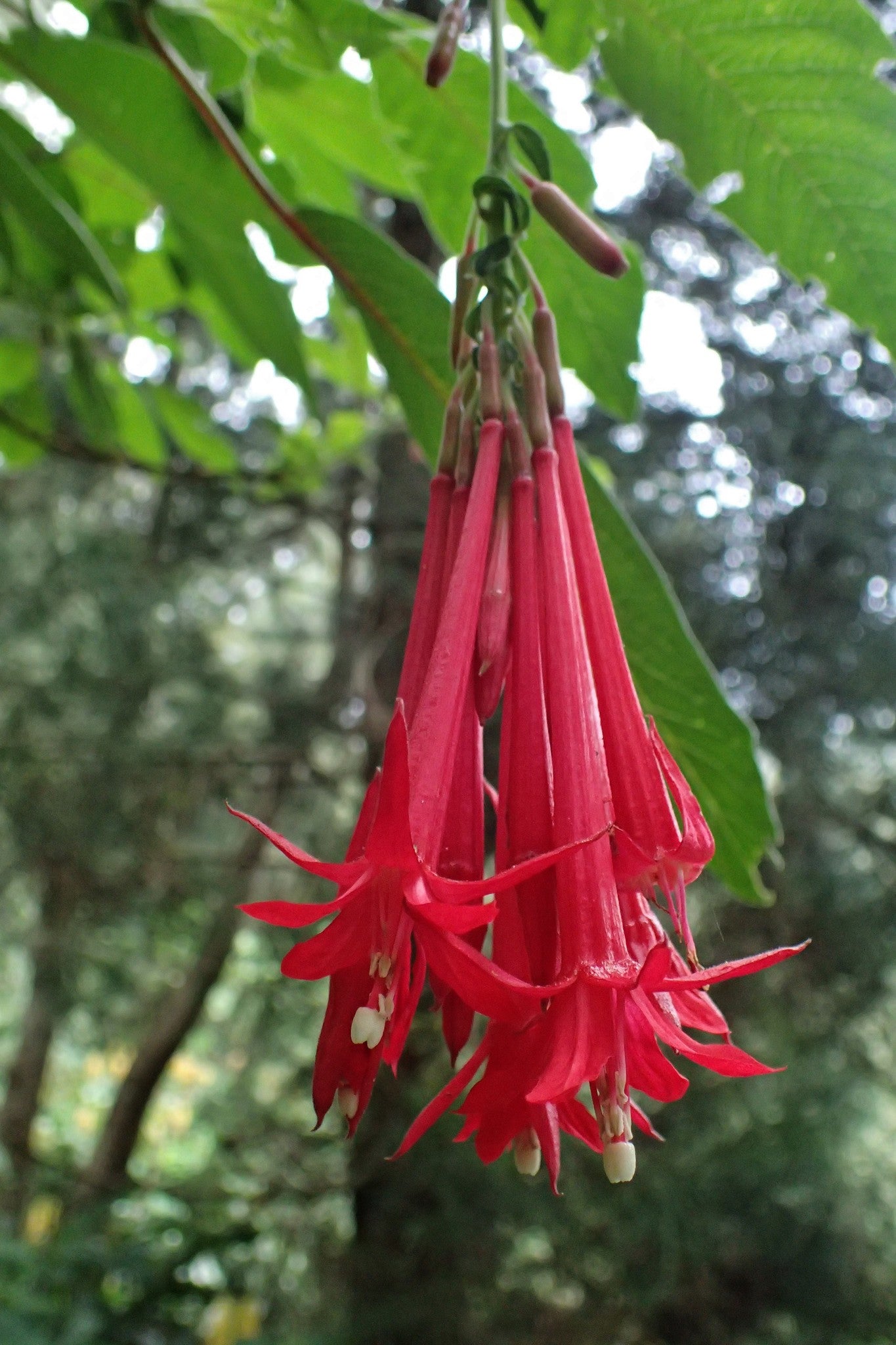 Bolivian Fuchsia Flower seeds for Planting - Hardy Variety, Heirloom & GMO Free Seeds for Home Garden