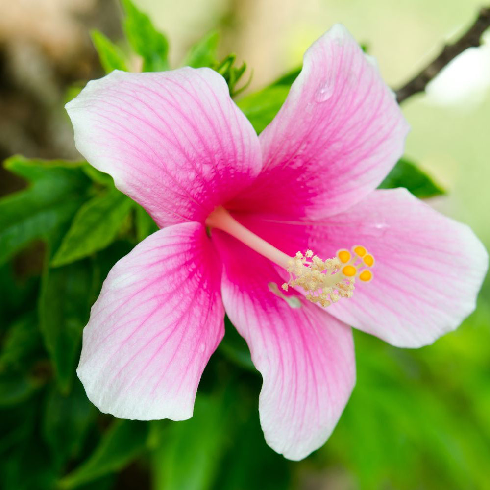 Heirloom Hibiscus Seeds – Non-GMO Bright Blooms for Pots & Landscapes