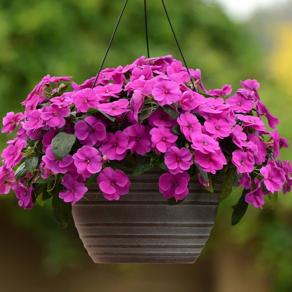 Heirloom Impatiens Seeds – Non-GMO Long-Lasting Flowers for Home Gardens