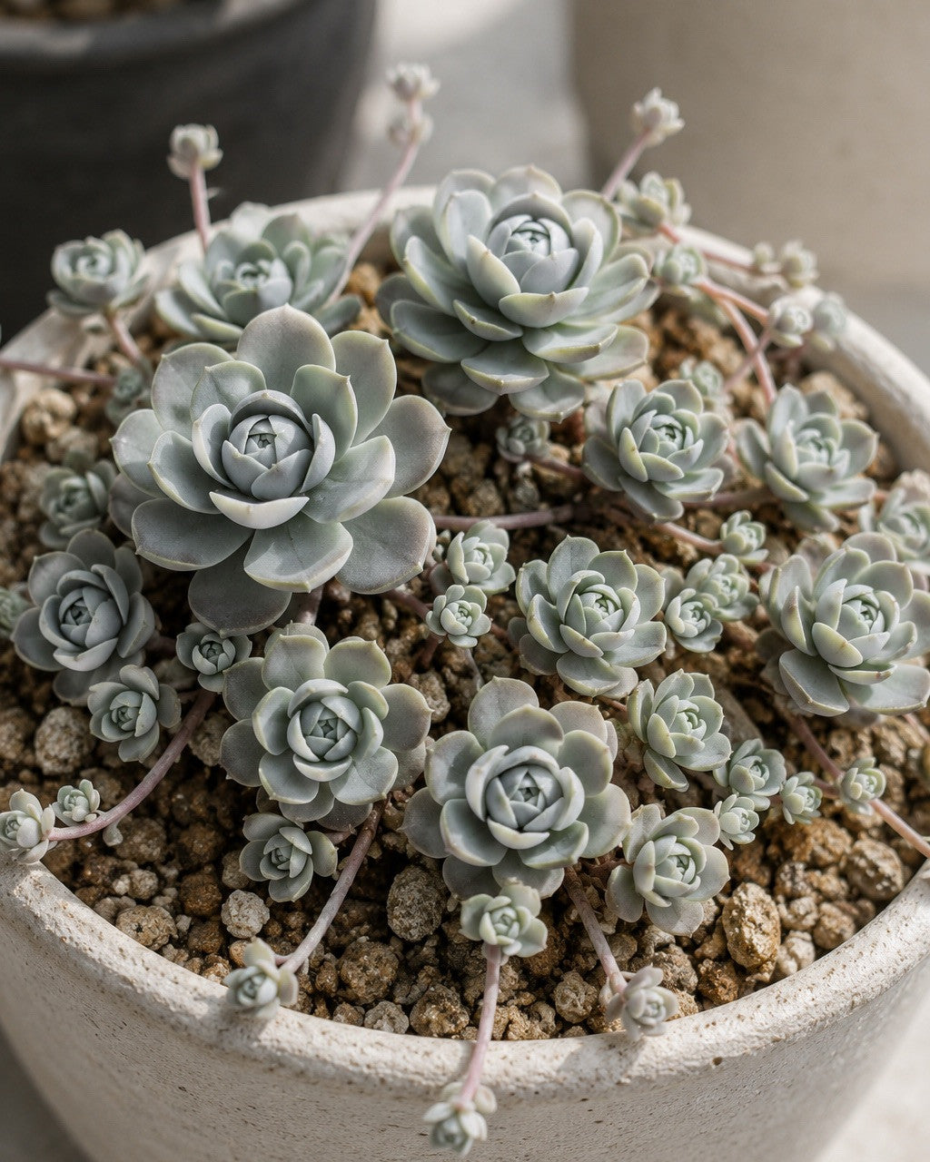 Boehmeri Seeds for Planting Vibrant Foliage for Your Garden
